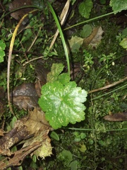 Hydrocotyle zongoana