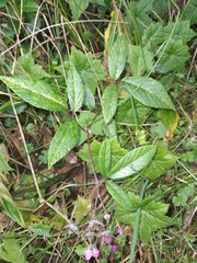 Rubus weberbaueri