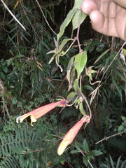 Siphocampylus andinus