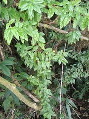 Calceolaria sparsiflora