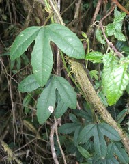 Passiflora buchtienii