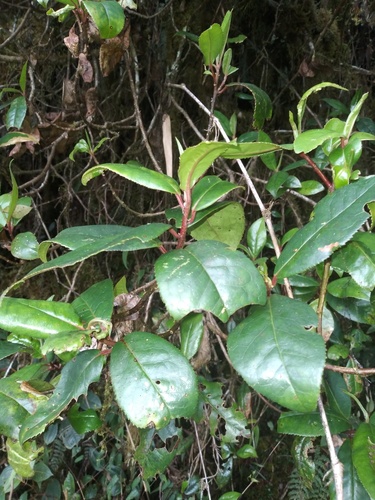 Symplocos fimbriata (Symplocos fimbriata)