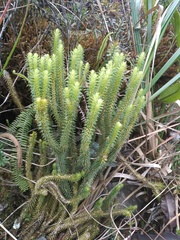 Phlegmariurus eversus