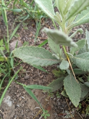 Eriodictyon traskiae traskiae