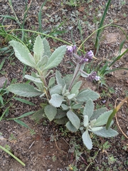 Eriodictyon traskiae traskiae