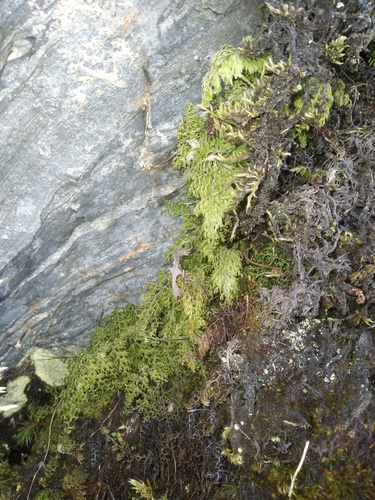 Hymenophyllum axillare
