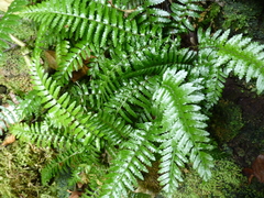 Asplenium stellatum