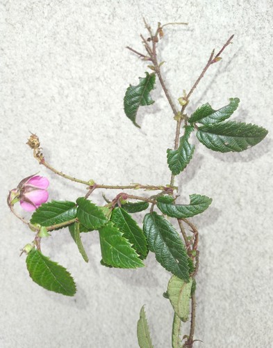 Rubus conchyliatus
