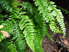Asplenium stellatum