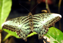 Parthenos sylvia roepstorfii