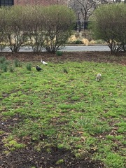 Sciurus carolinensis