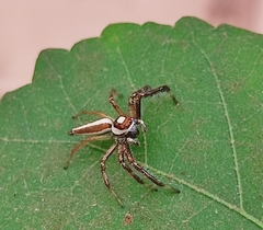 Telamonia dimidiata
