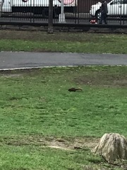 Sciurus carolinensis