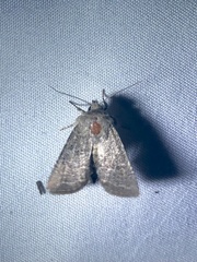 Protorthodes orobia