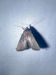 Protorthodes orobia