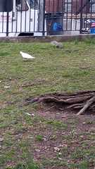 Columba livia domestica
