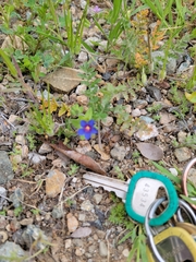 Lysimachia arvensis caerulea