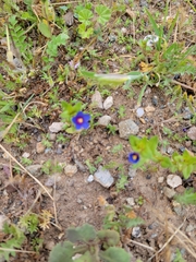 Lysimachia arvensis caerulea