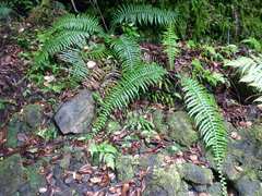 Blechnum longicauda
