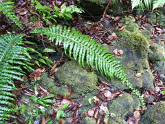 Blechnum longicauda