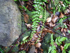 Blechnum longicauda