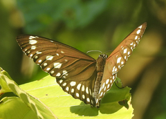 Euploea andamanensis