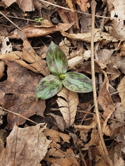 Trillium sessile
