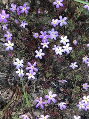 Leptosiphon latisectus