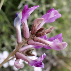 Astragalus zionis