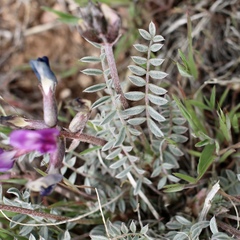 Astragalus zionis