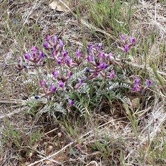 Astragalus zionis