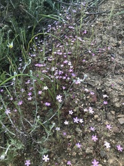 Leptosiphon latisectus