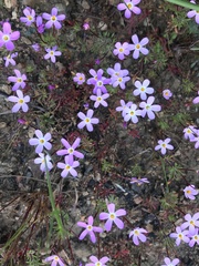 Leptosiphon latisectus