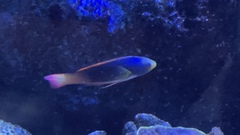 Cirrhilabrus scottorum