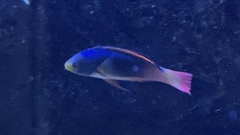 Cirrhilabrus scottorum