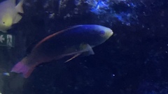 Cirrhilabrus scottorum