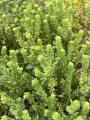 Lepidium oblongum