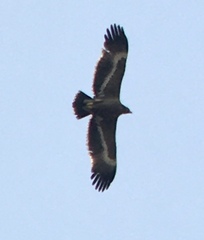 Aquila nipalensis
