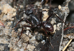 Rhytidoponera punctiventris
