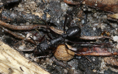 Rhytidoponera punctiventris