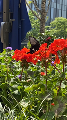 Papilio polytes