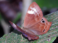 Abisara bifasciata bifasciata