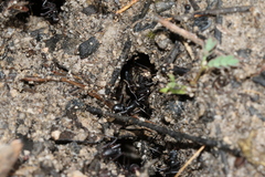 Rhytidoponera punctiventris