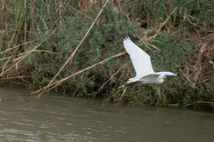 Egretta garzetta