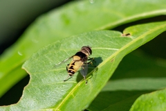 Palpada pusilla