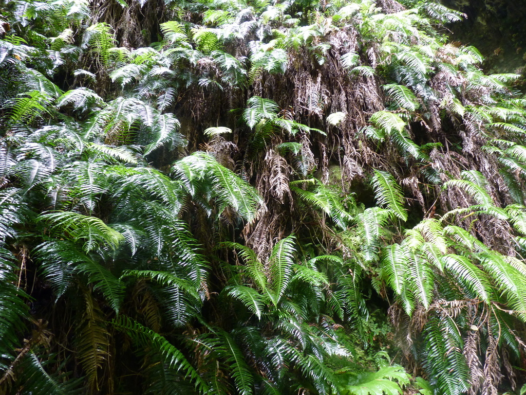 Blechnum schottii