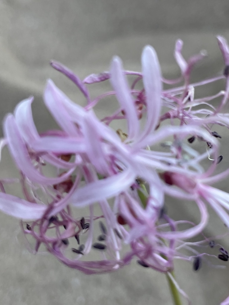 Nerine gaberonensis, Fish River Canyon National Park, Karas, NA