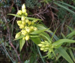Gentianella chrysantha