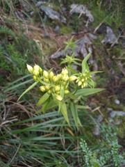 Gentianella chrysantha