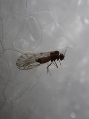 Lachesilla nubilis